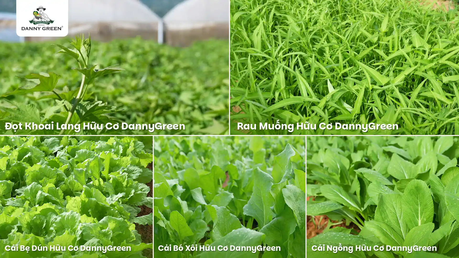 5 loại rau hữu cơ DannyGreen
