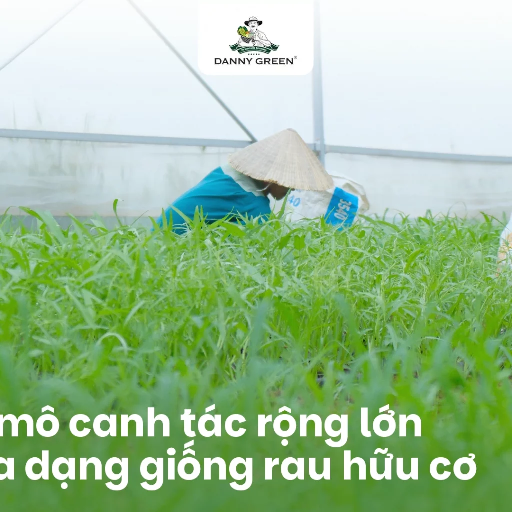 QUY MÔ CANH TÁC VÀ GIỐNG RAU
