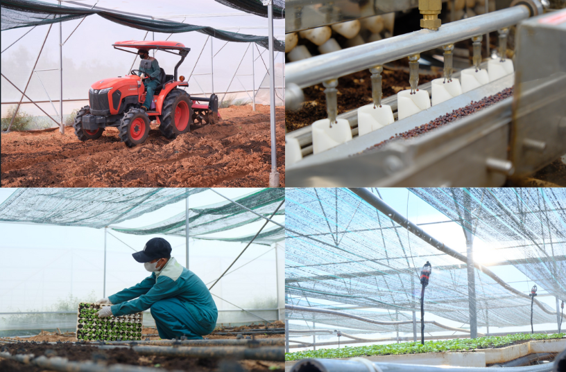 Quy trình canh tác chuẩn hữu cơ quốc tế