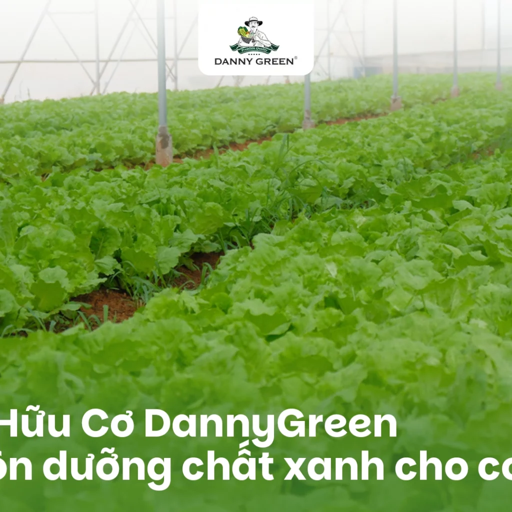 RAU HỮU CƠ VÀ NHỮNG CÁCH CHẾ BIẾN GIÚP BẠN ĂN NGON MỖI NGÀY MÀ KHÔNG NGÁN