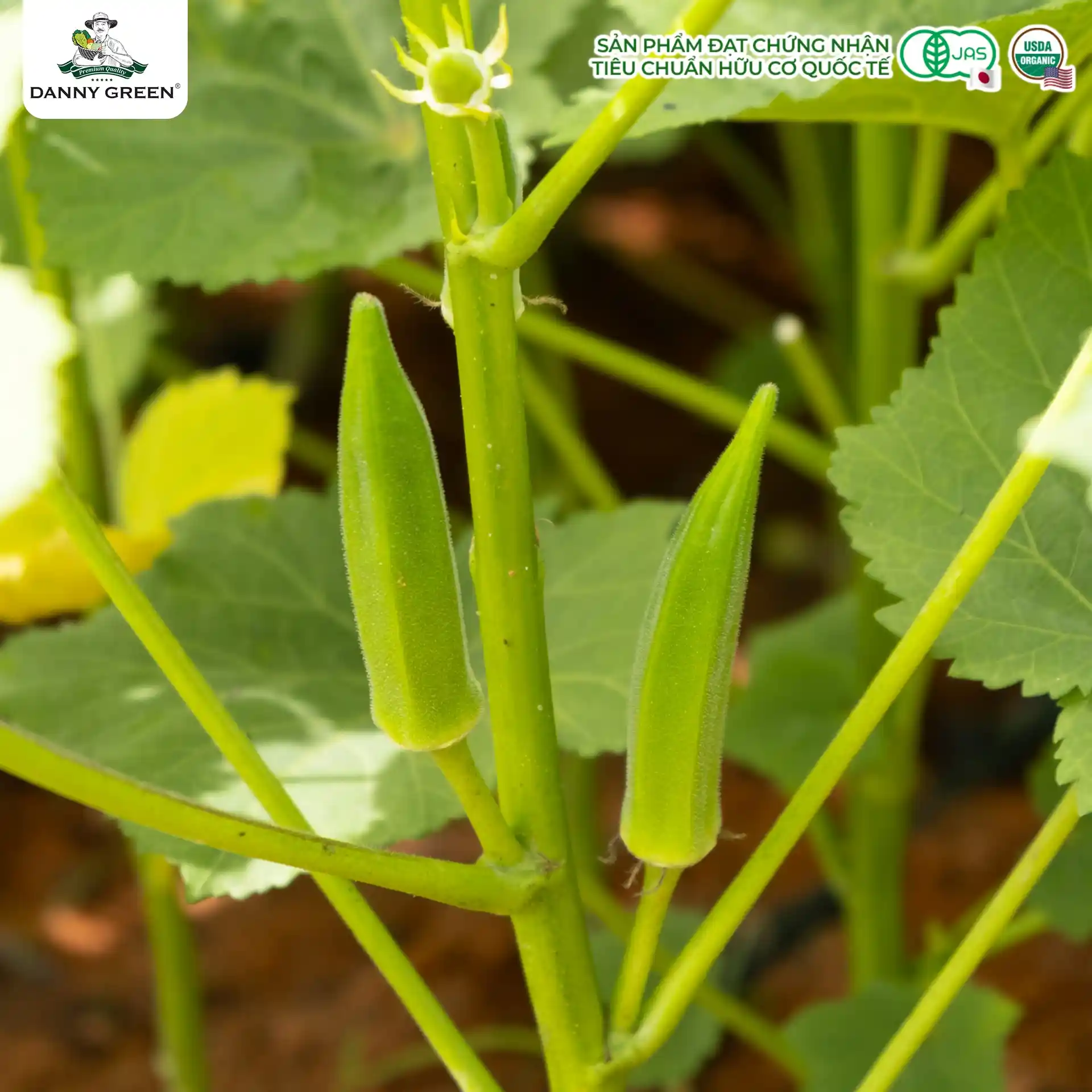 Thu hoạch rau tại Nông Trại Hữu Cơ Sơn Hải - Ninh Thuận