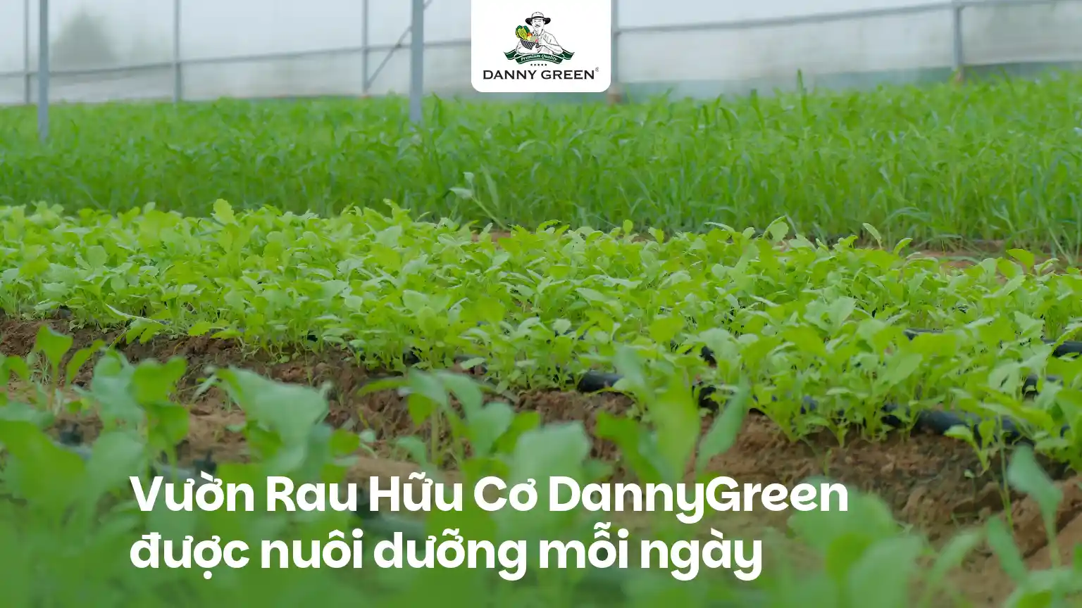 Vườn Rau Hữu Cơ DannyGreen: Gieo Mầm Tử Tế, Nuôi Dưỡng Cuộc Sống Xanh