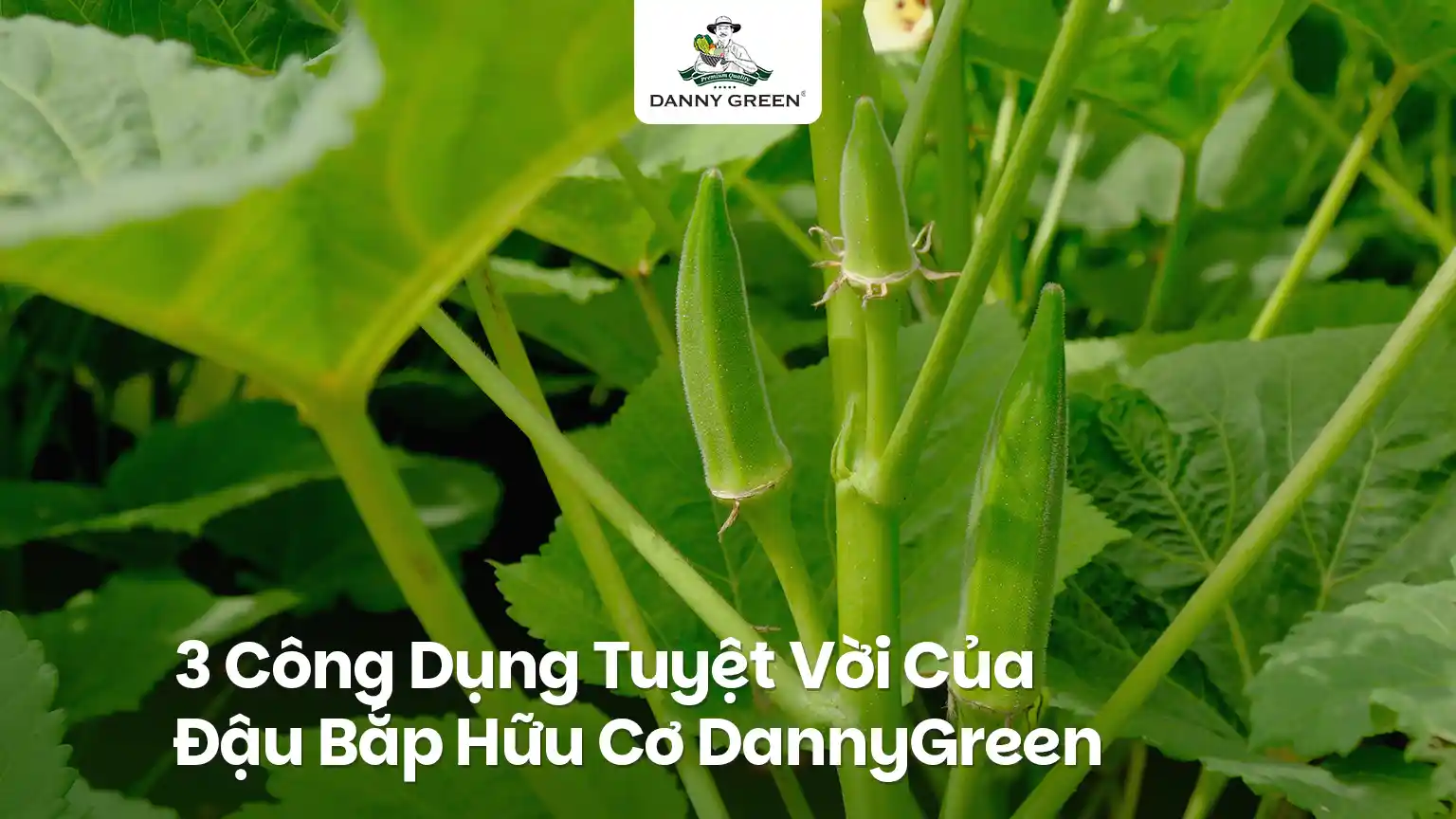 3 Công Dụng Tuyệt Vời Của Đậu Bắp Hữu Cơ Cho Sức Khỏe Và Làm Đẹp
