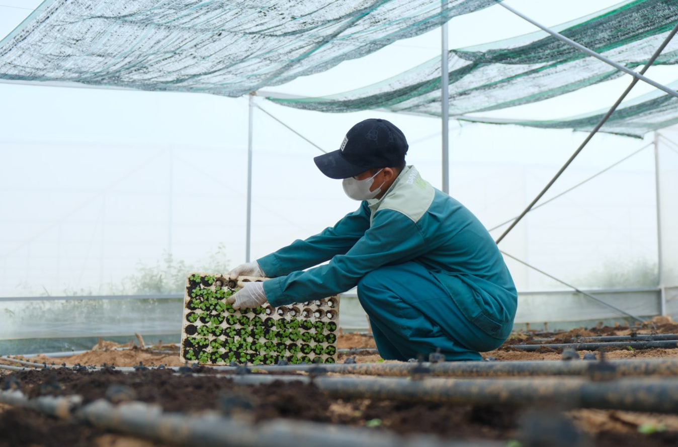 Người nông dân cần mẫn chăm sóc