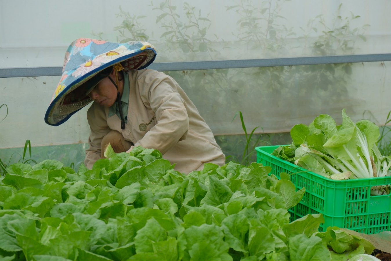 Công nhân thu hoạch Rau Hữu Cơ tại Nông Trại Hữu Cơ DannyGreen