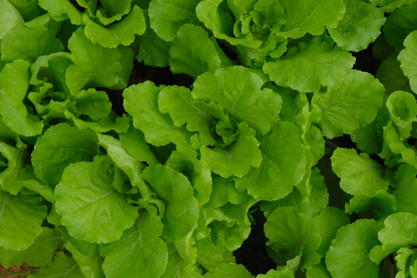 Rau Hữu Cơ được canh tác quy mô lớn, đảm bảo sản lượng ổn định