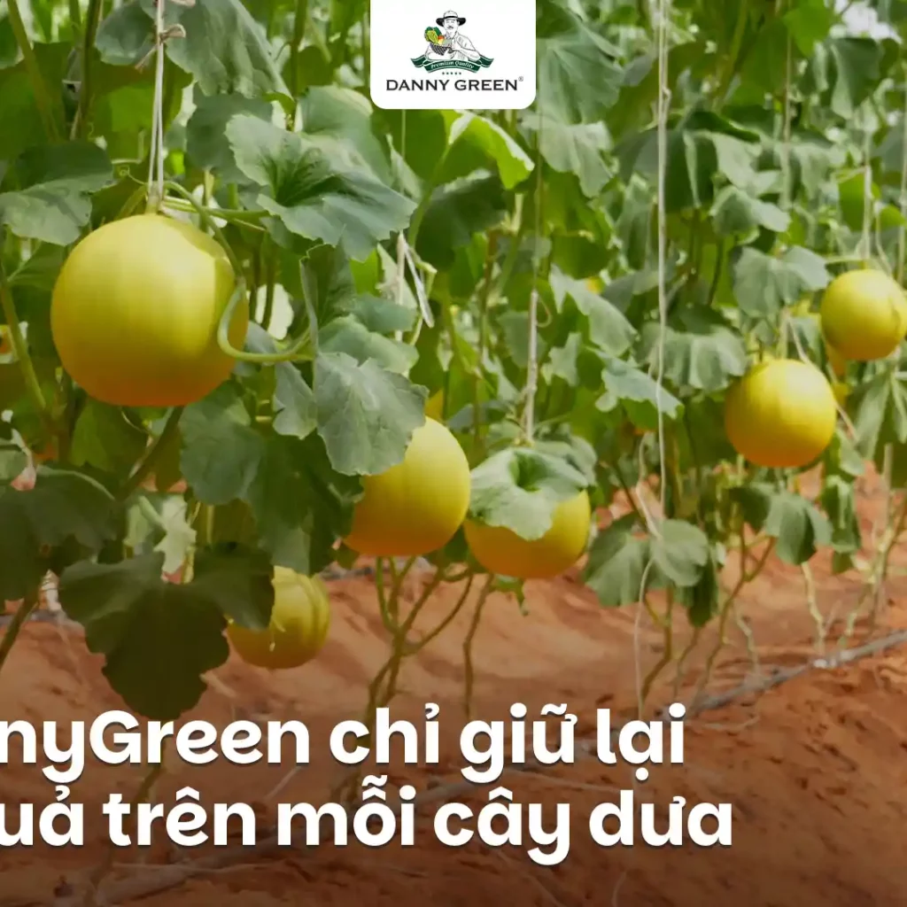 LÝ DO DANNYGREEN CHỈ GIỮ LẠI 1 TRÁI DƯA HỮU CƠ TRÊN MỖI CÂY