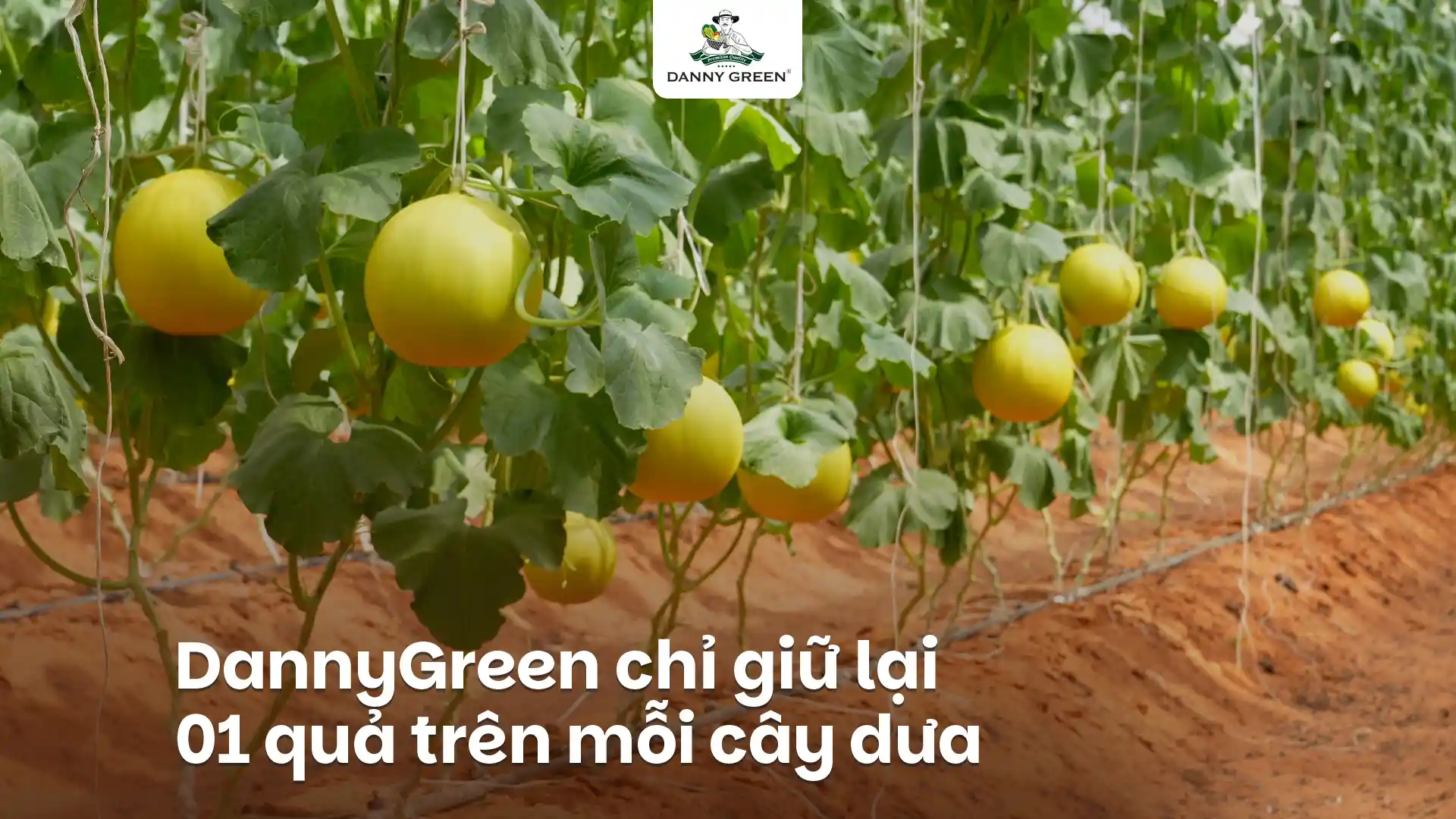 LÝ DO DANNYGREEN CHỈ GIỮ LẠI 1 TRÁI DƯA HỮU CƠ TRÊN MỖI CÂY