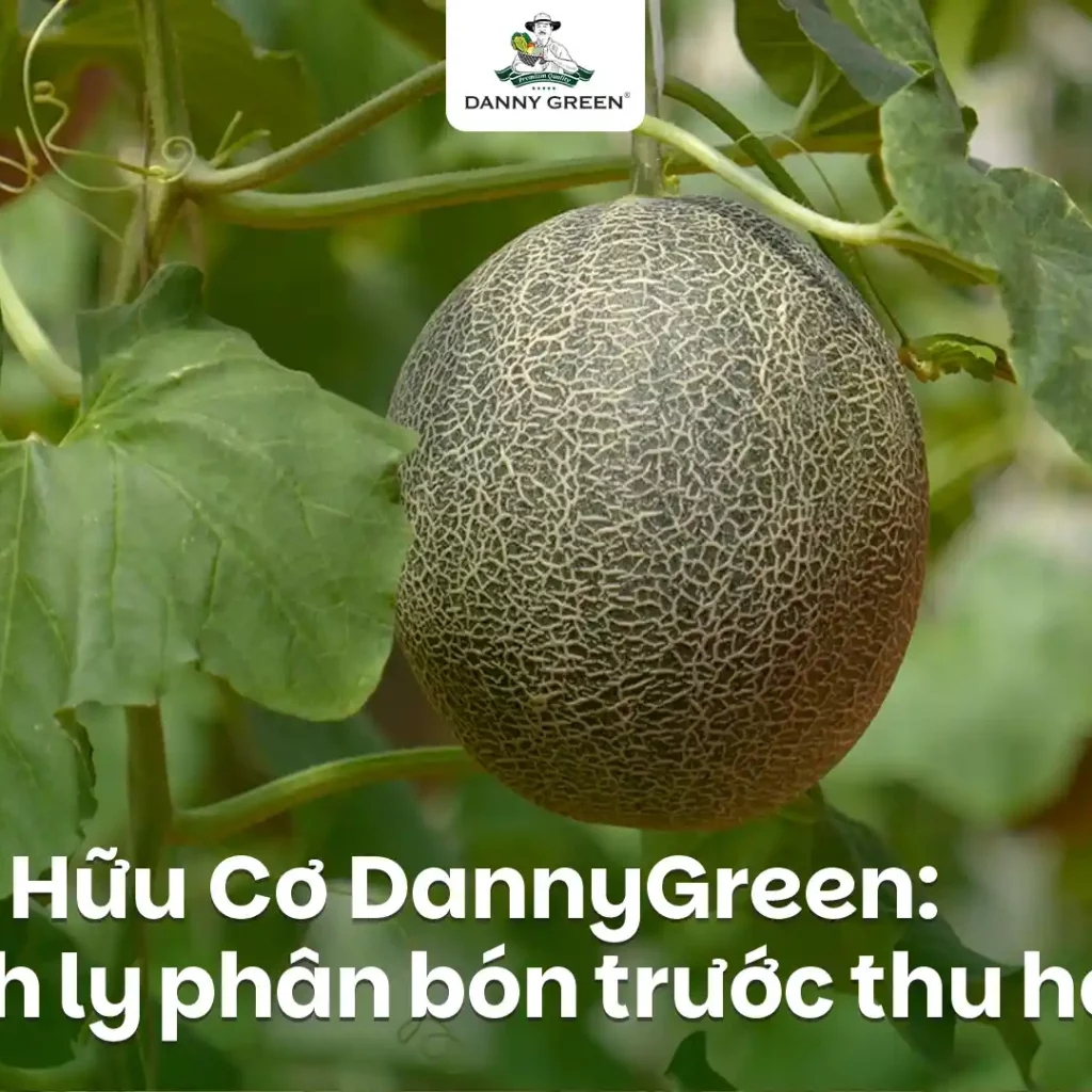 CÁCH LY ĐẠM TRƯỚC THU HOẠCH ĐỂ ĐẢM BẢO CHẤT LƯỢNG DƯA LƯỚI/DƯA LÊ HỮU CƠ