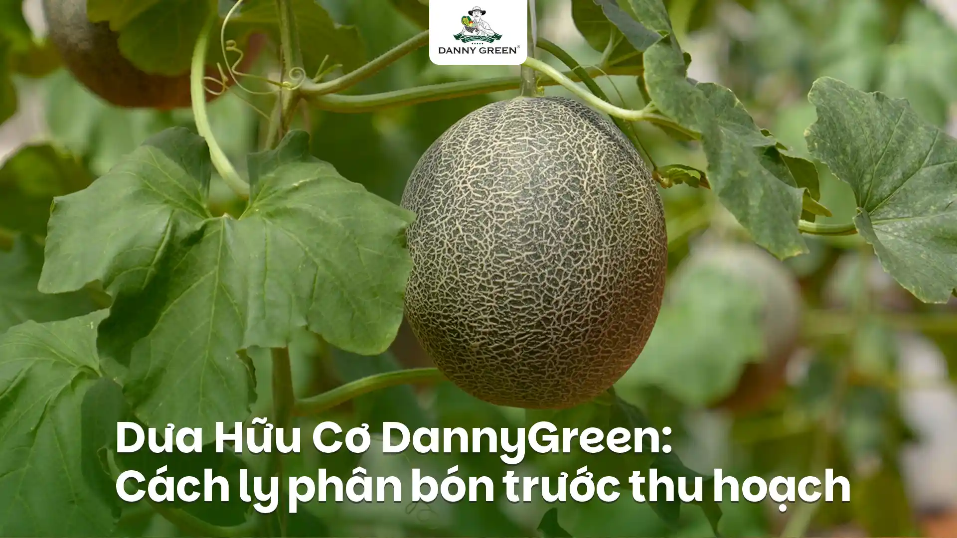 CÁCH LY ĐẠM TRƯỚC THU HOẠCH ĐỂ ĐẢM BẢO CHẤT LƯỢNG DƯA LƯỚI/DƯA LÊ HỮU CƠ