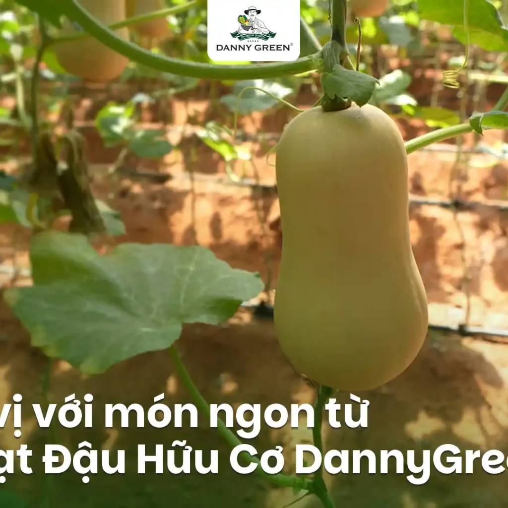 ĐỔI VỊ BỮA CƠM VỚI BÍ HẠT ĐẬU HỮU CƠ DANNYGREEN – NGỌT TỰ NHIÊN, NẤU MÓN GÌ CŨNG HỢP