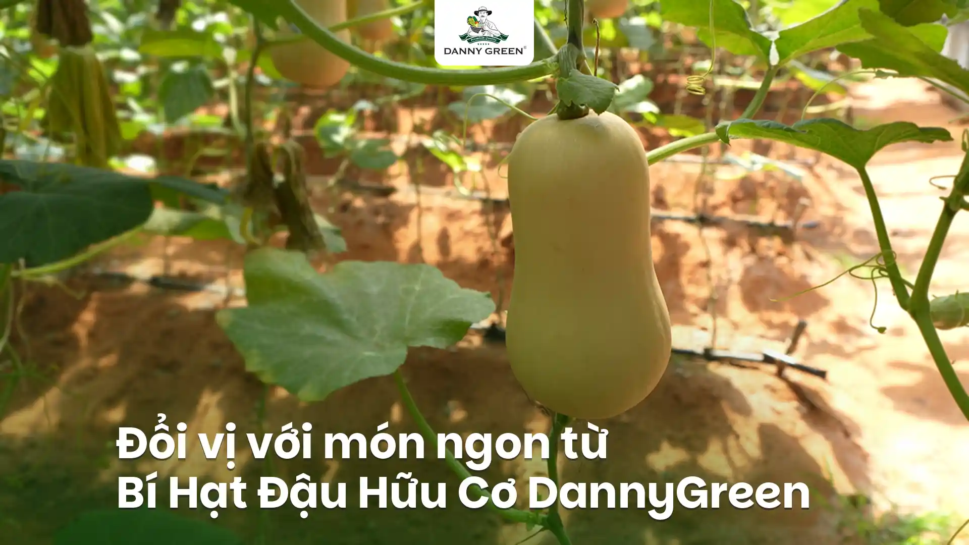ĐỔI VỊ BỮA CƠM VỚI BÍ HẠT ĐẬU HỮU CƠ DANNYGREEN – NGỌT TỰ NHIÊN, NẤU MÓN GÌ CŨNG HỢP