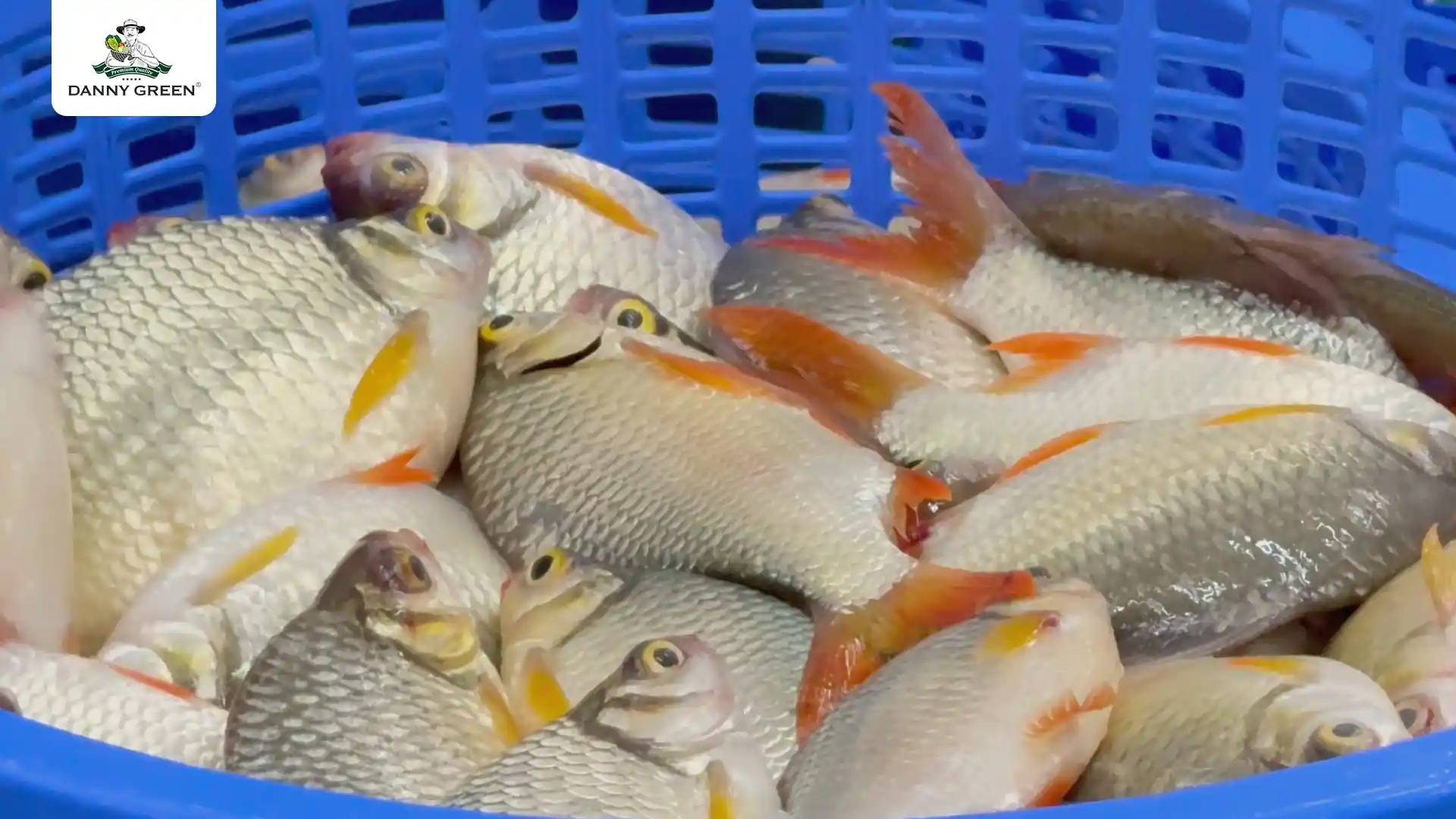 Nguyên liệu cá he tươi sống được kiểm định chặt chẽ