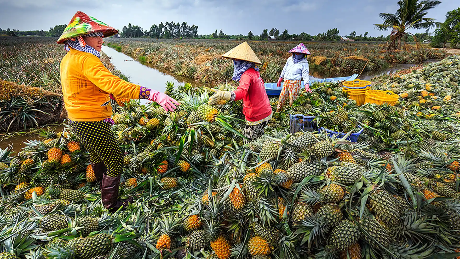 Dứa Cầu Đúc. Nguồn: VNExpress