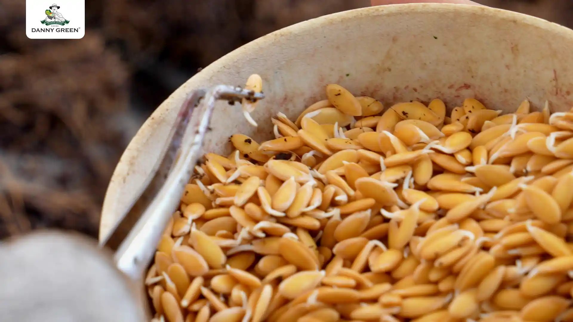 Hạt giống dưa sẵn sàng cho hành trình mới