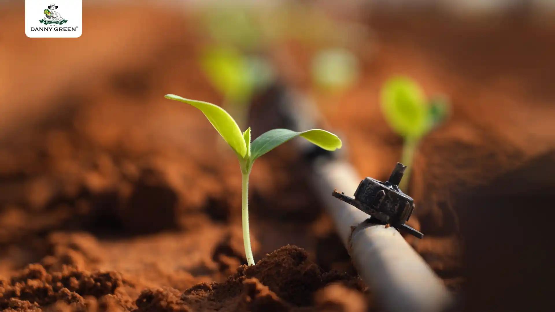 Mầm dưa được trồng tại nhà màng