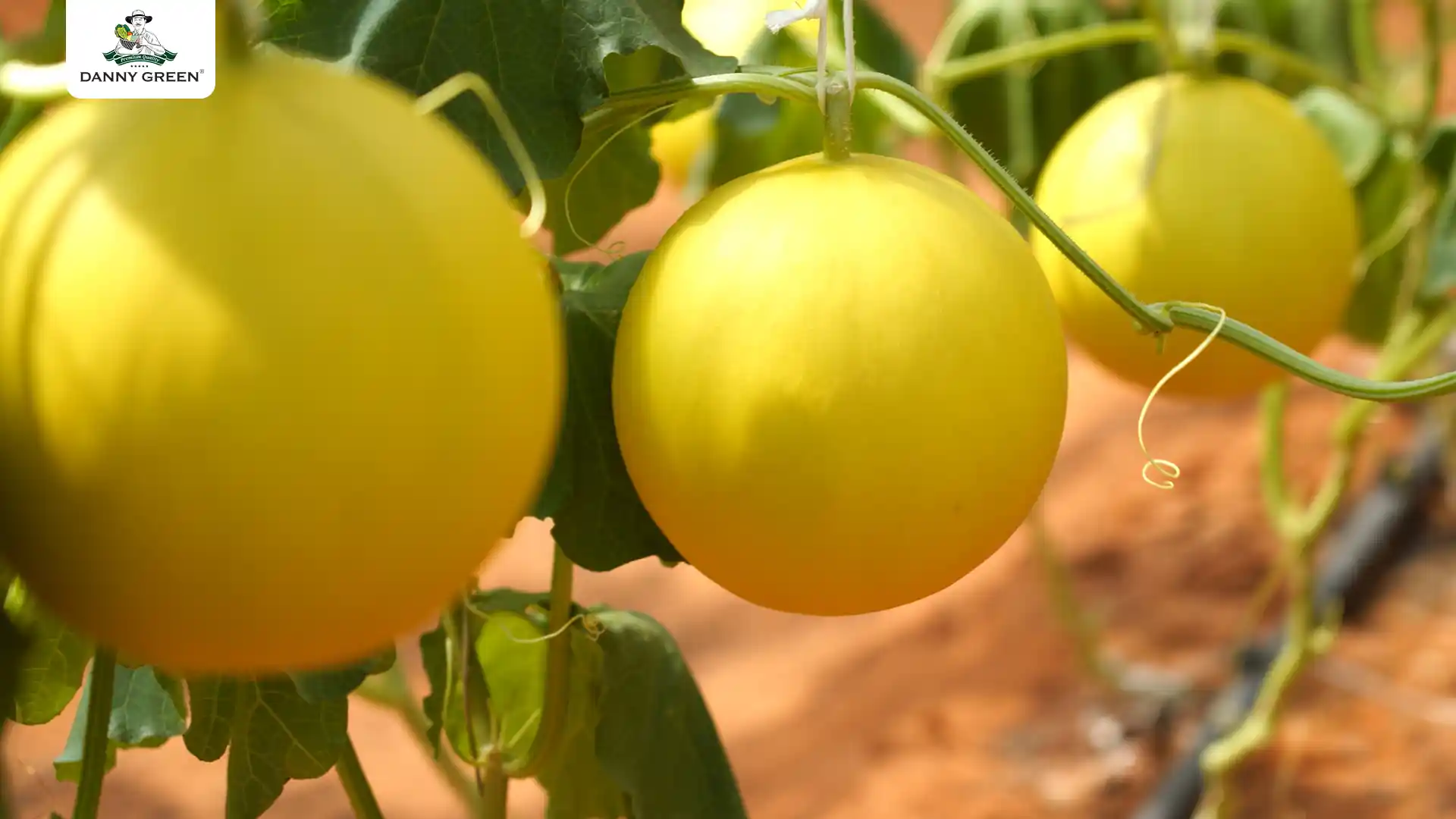 Dưa hữu cơ trưởng thành