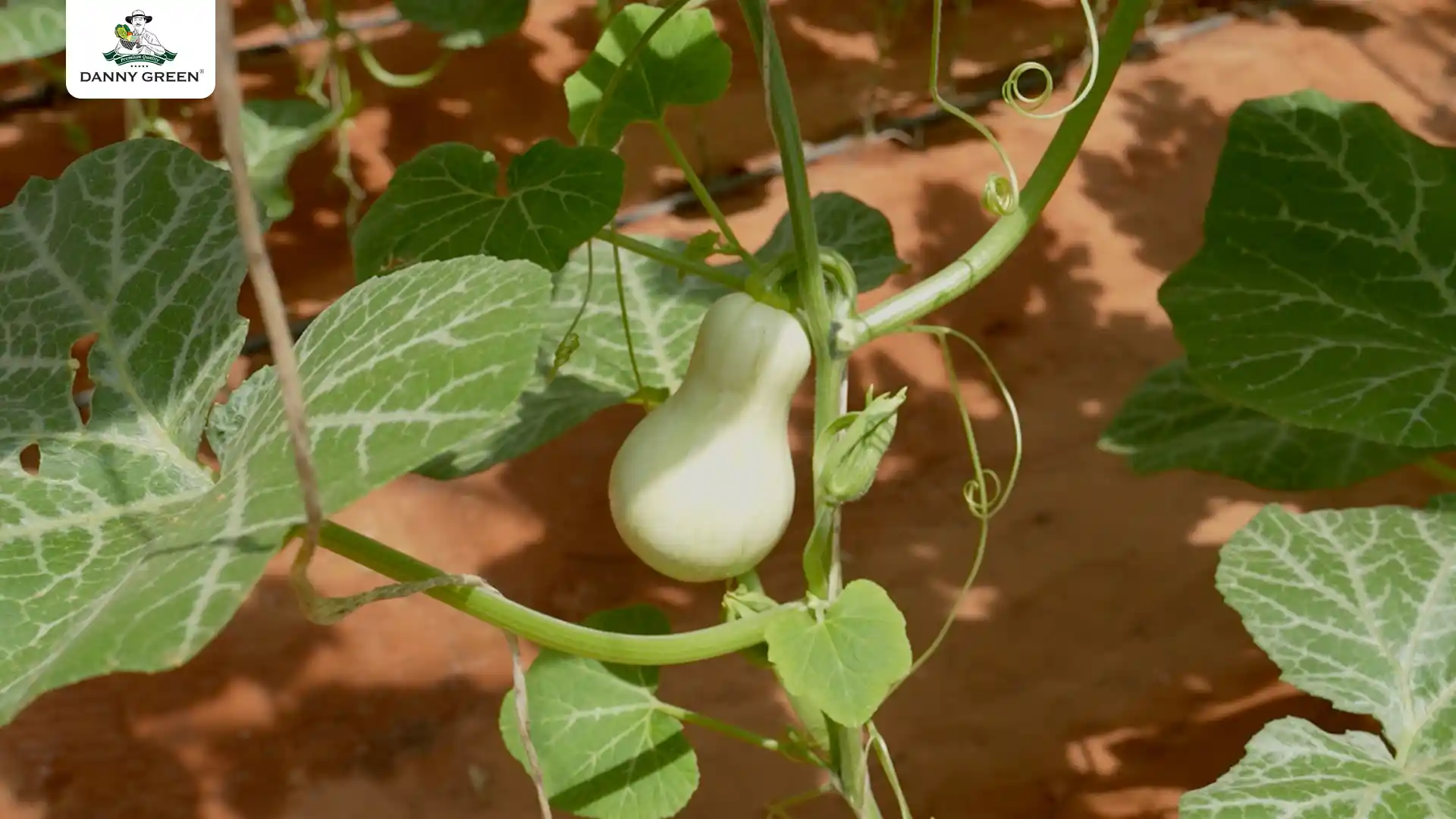 Bí Hạt Đậu Hữu Cơ trong giai đoạn phát triển