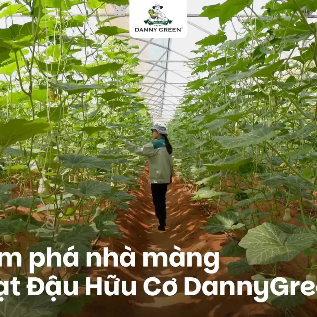 Khám phá nhà màng Bí Hạt Đậu Hữu Cơ DannyGreen