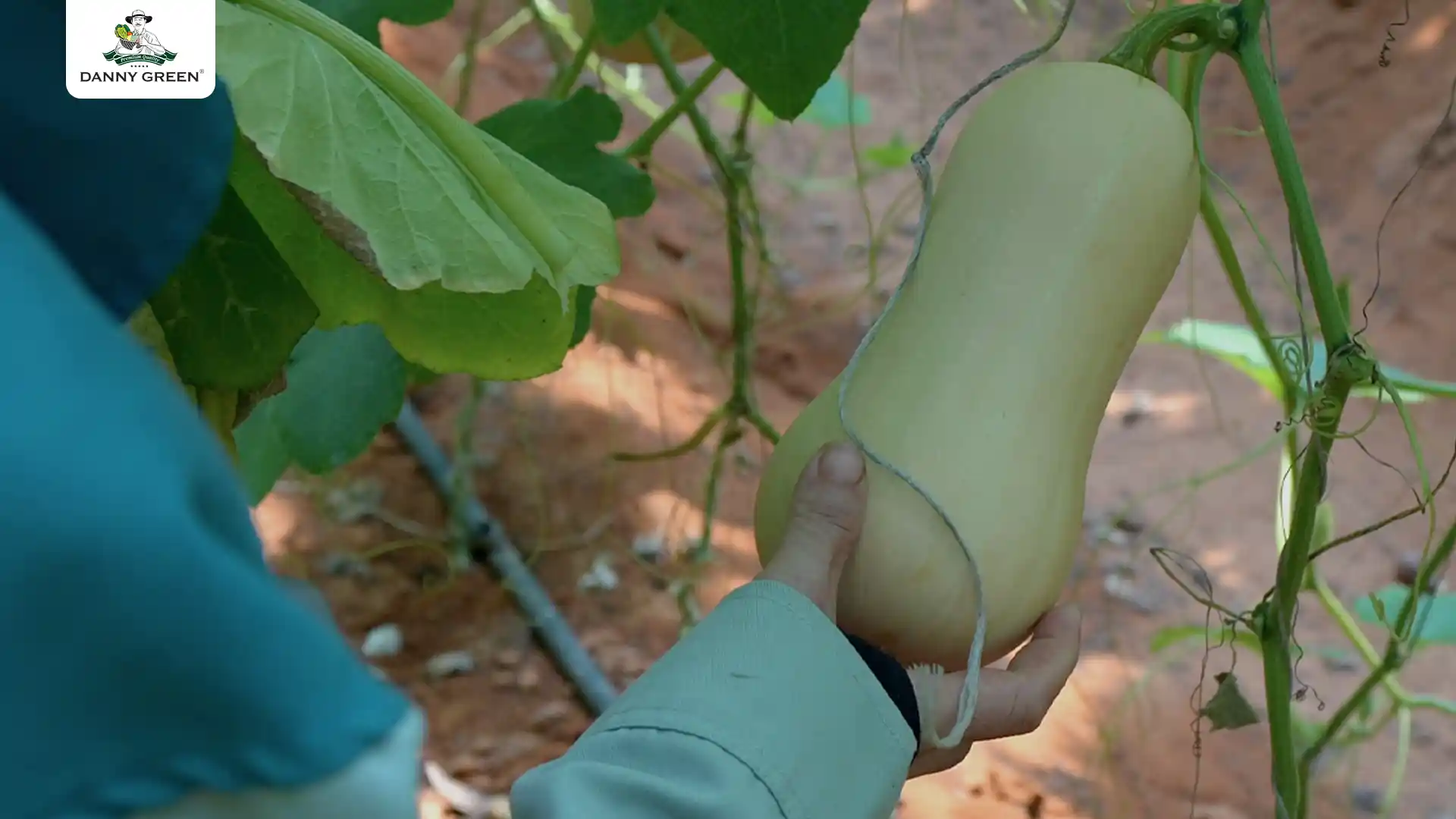 Bí Hạt Đậu Hữu Cơ được kiểm tra mỗi ngày