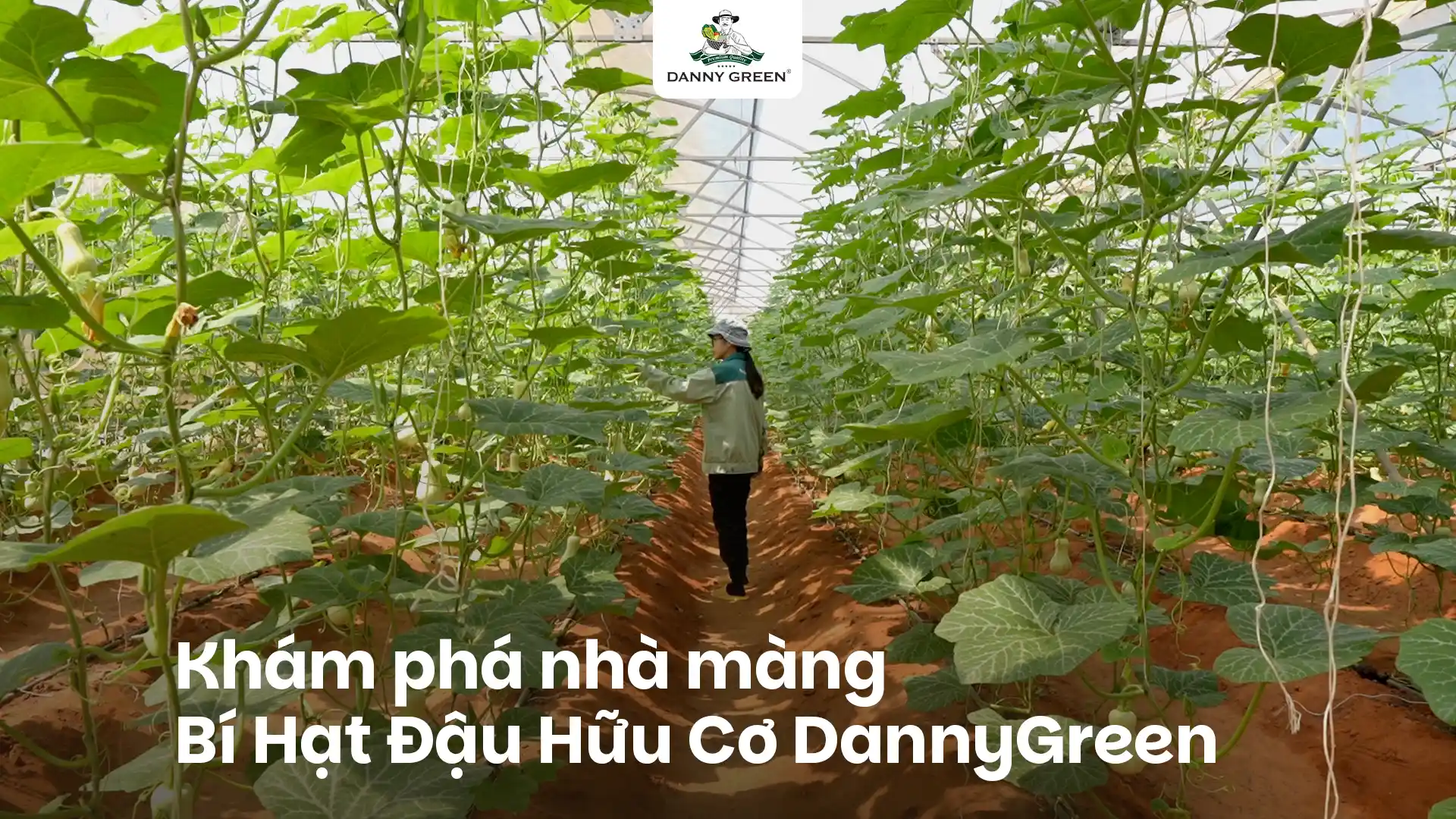 Khám phá nhà màng Bí Hạt Đậu Hữu Cơ DannyGreen