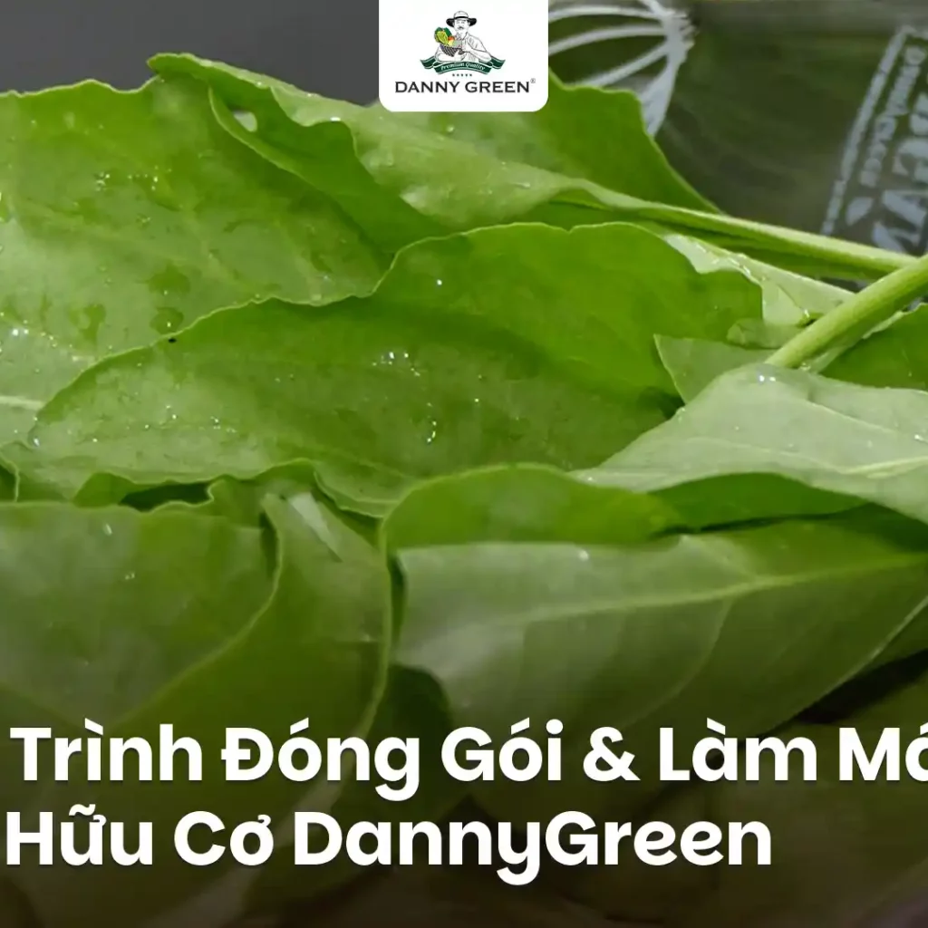 Quy Trình Đóng Gói Và Làm Mát Rau Hữu Cơ DannyGreen