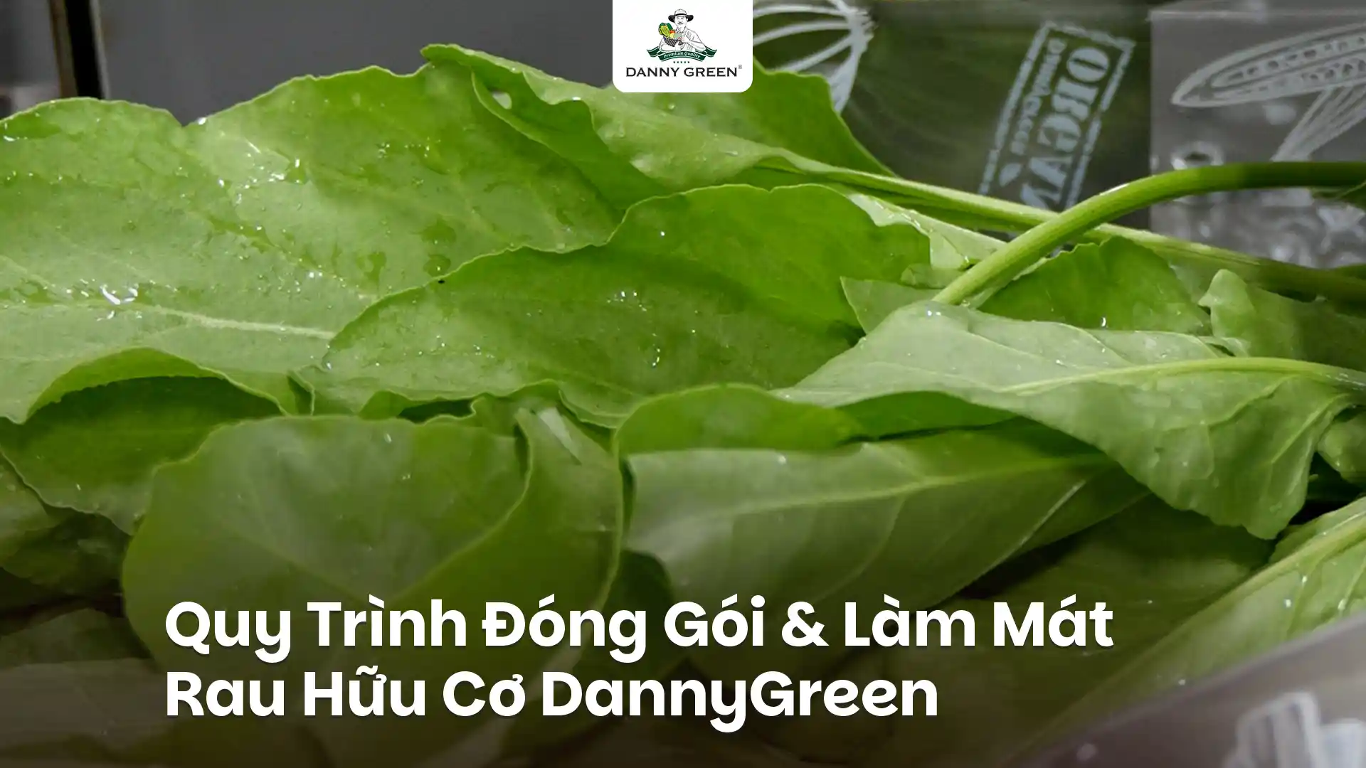 Quy Trình Đóng Gói Và Làm Mát Rau Hữu Cơ DannyGreen